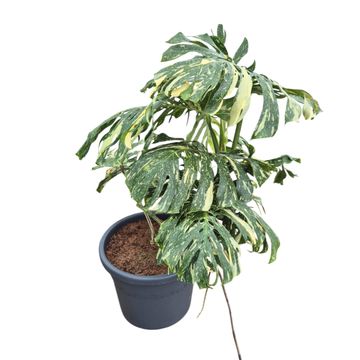 Monstera 'Thai Constellation'
