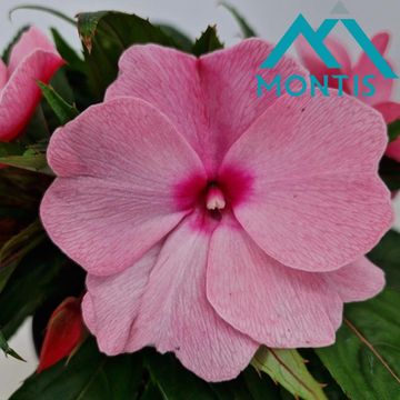 Impatiens NEW GUINEA 'Pink'