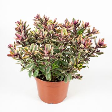 Hebe 'Tricolor'