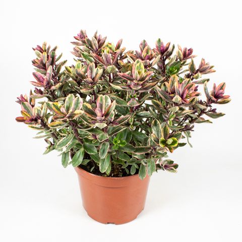 Hebe 'Tricolor'