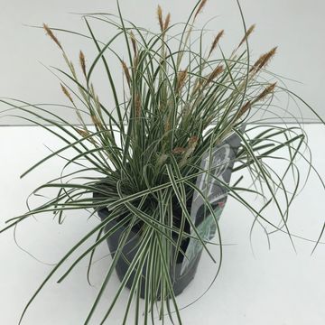 Carex oshimensis EVERCOLOR EVEREST
