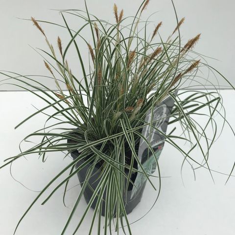 Carex oshimensis EVERCOLOR EVEREST