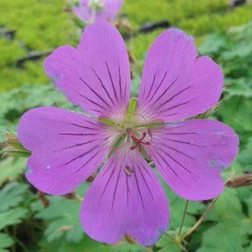 Geranium 'Sirak'