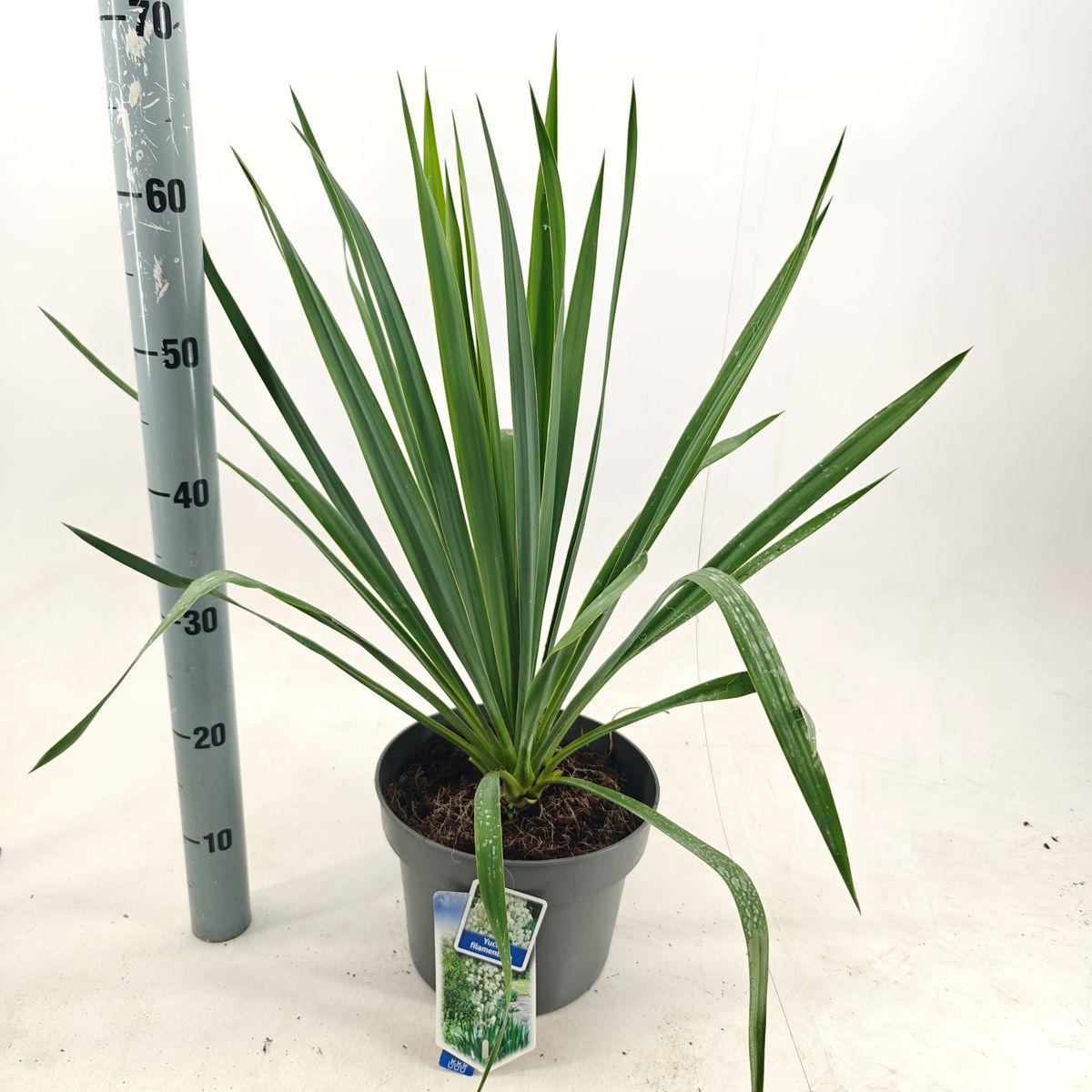 Yucca filamentosa — Plant Wholesale FlorAccess