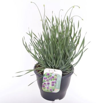 Allium 'Medusas Hair'