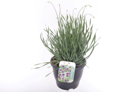 Allium 'Medusas Hair'