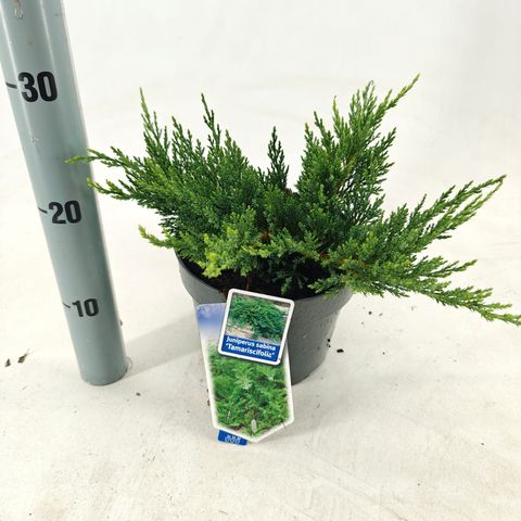 Juniperus sabina 'Tamariscifolia'