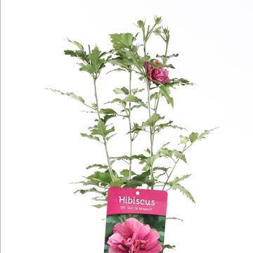 Hibiscus syriacus 'Duc de Brabant'