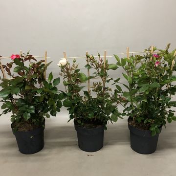 Rosa COURTYARD COLLECTION MIX