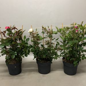 Rosa COURTYARD COLLECTION MIX