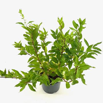 Forsythia x intermedia 'Spectabilis'