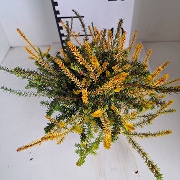 Erica x darleyensis MIX IN POT