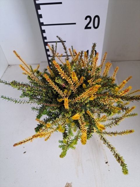 Erica x darleyensis MIX IN POT