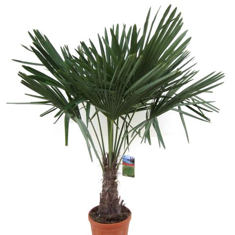 Trachycarpus fortunei (Luiten kwekerij)