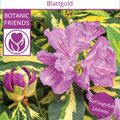 Rhododendron 'Blattgold'
