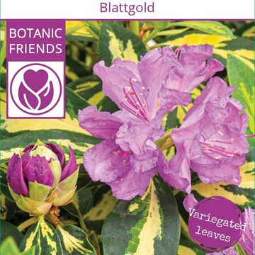 Rhododendron 'Blattgold'