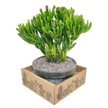 Crassula ovata 'Gollum'