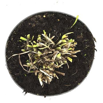 Hemerocallis 'Sammy Russell'