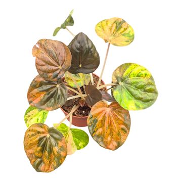 Peperomia 'Candora Picasso'
