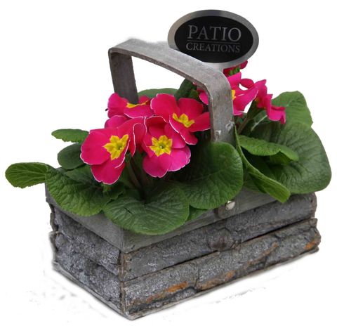 Arrangement Primula