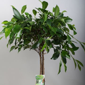 Ficus nitida