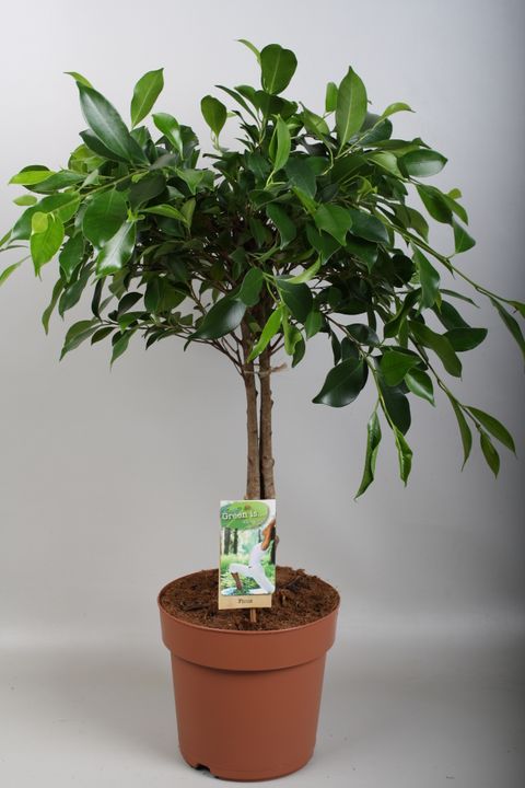 Ficus nitida