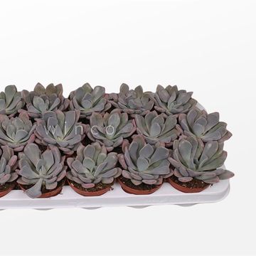 Echeveria gibbiflora 'Metallica'