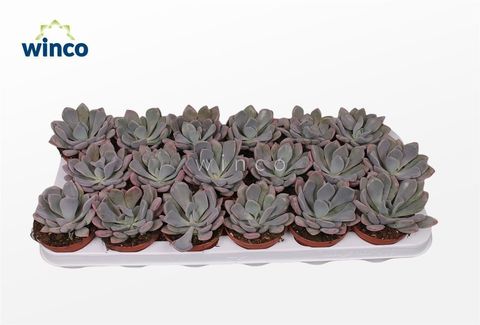 Echeveria gibbiflora 'Metallica'
