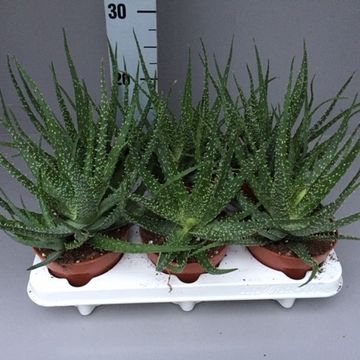 Aloe humilis