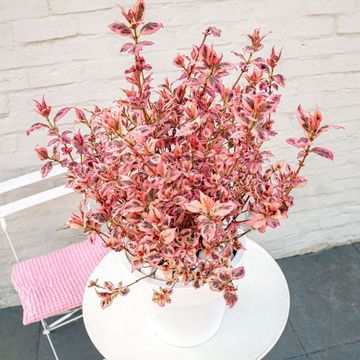 Hydrangea serrata EUPHORIA PINK