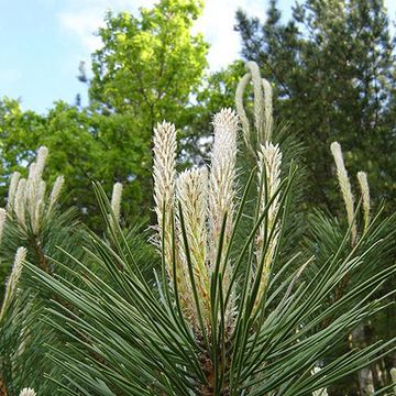 Pinus nigra nigra