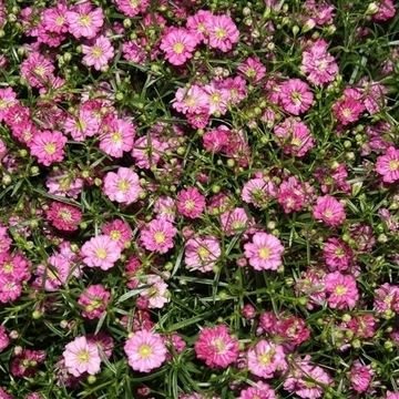 Gypsophila muralis 'Gypsy'