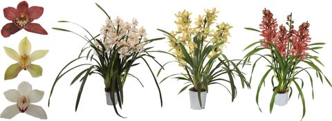 Cymbidium MIX