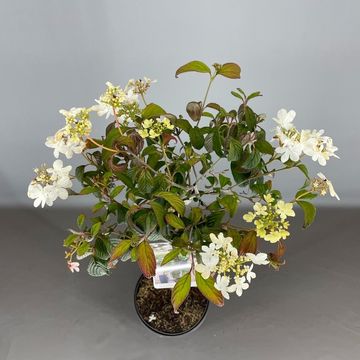 Viburnum plicatum 'Watanabe'