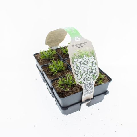 Dianthus deltoides 'Albiflorus'