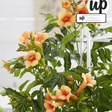 Campsis x tagliabuana INDIAN SUMMER