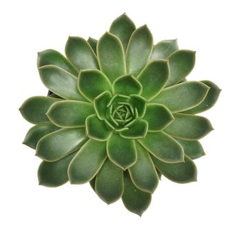 Echeveria 'Mira'