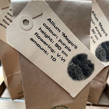 Allium schubertii 'Magic'