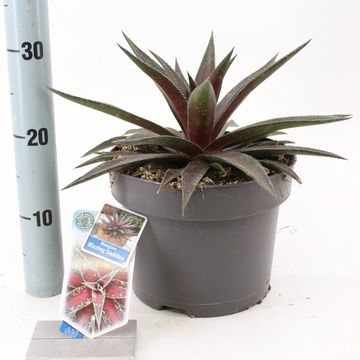 x Mangave 'Blazing Saddles'