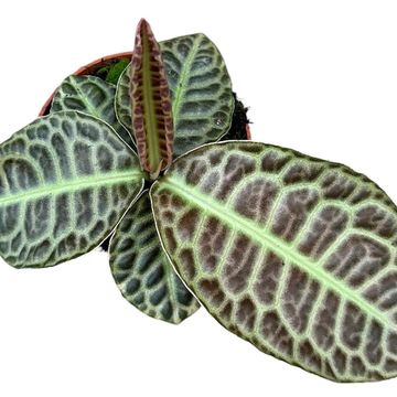 Labisia 'Turtle Back'