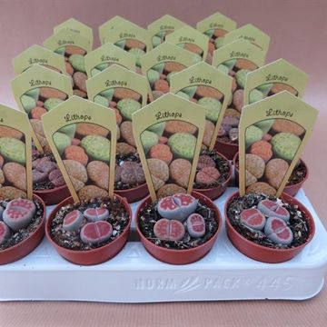 Lithops MIX