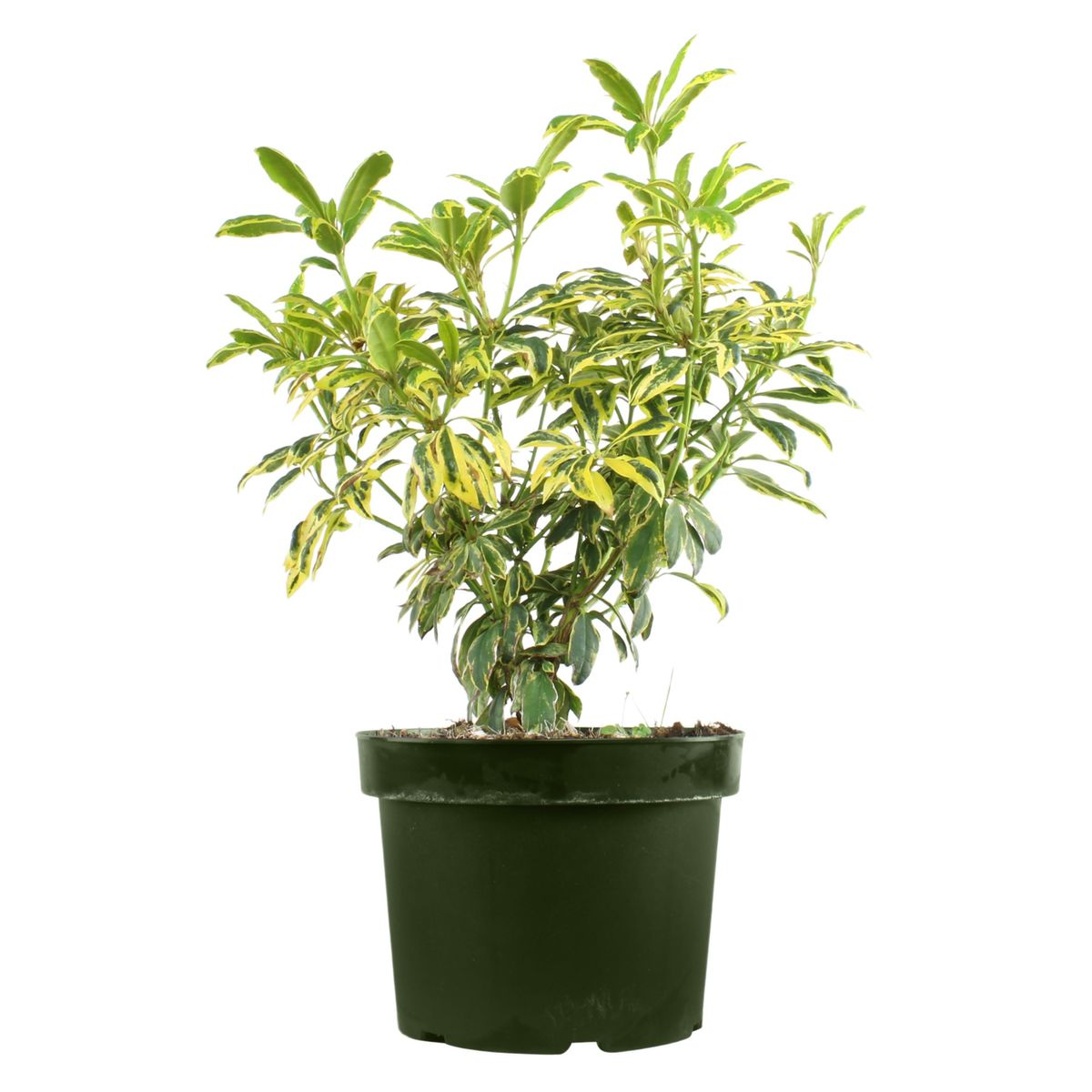 Rhododendron 'Golden Green Gift' — Plant Wholesale FlorAccess