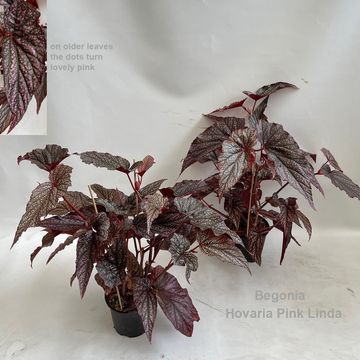 Begonia 'Hovaria Pink Linda'
