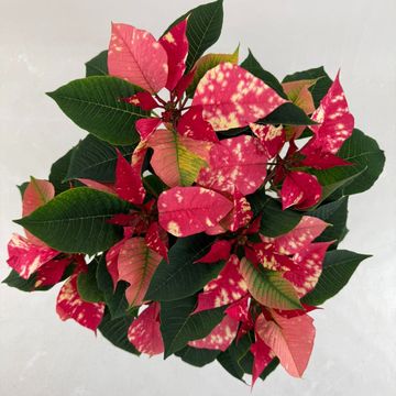 Euphorbia pulcherrima FANTASY STAR PINK