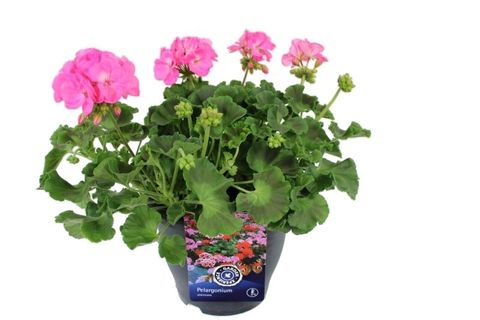 Pelargonium 'Americana Violet'