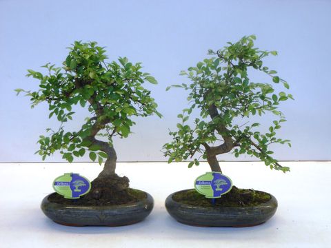 Zelkova serrata