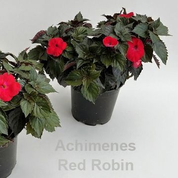 Achimenes 'Red Robin'