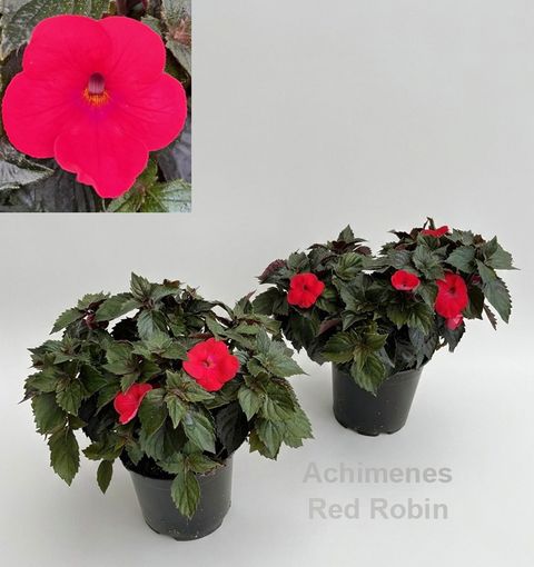 Achimenes 'Red Robin'