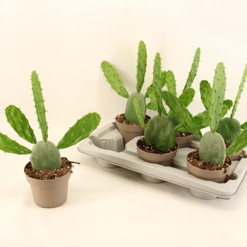 Opuntia cochinellifera 'Diamond Green'