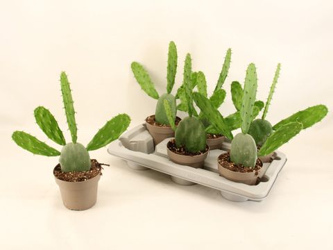Opuntia cochinellifera 'Diamond Green'